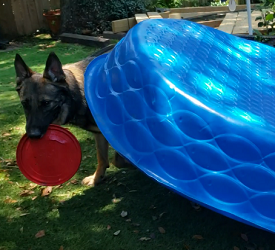 Rocket Pretends He's A Turtle